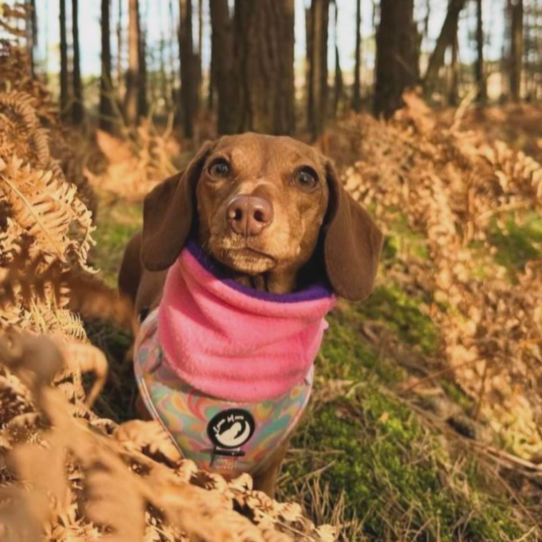 Bubblegum Pink & Royal Purple Reversible Handmade Fleece Dog Snood