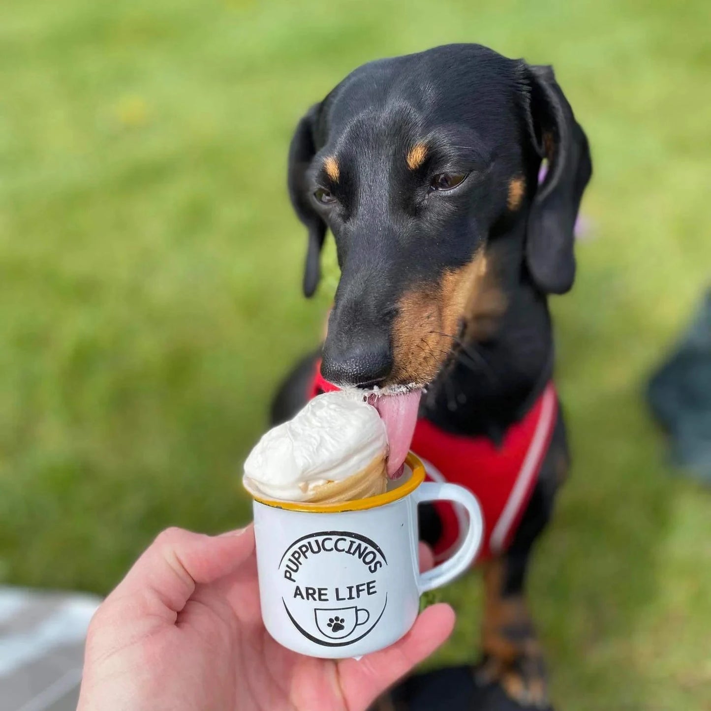 A dog is shown eating from an enamel cup with the text 'Puppuccino's are life' printed on it.