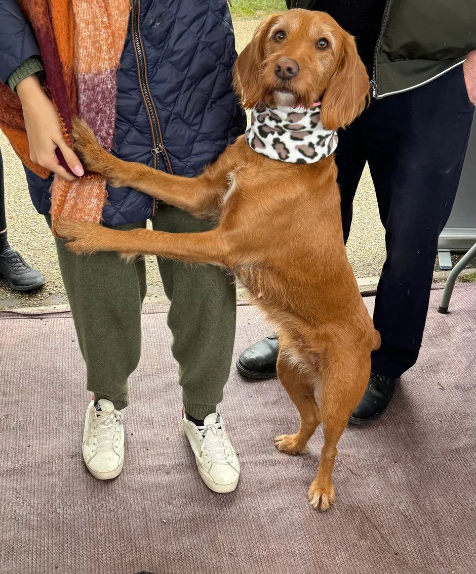Snow Leopard Bubblegum Pink Reversible Handmade Fleece Dog Snood