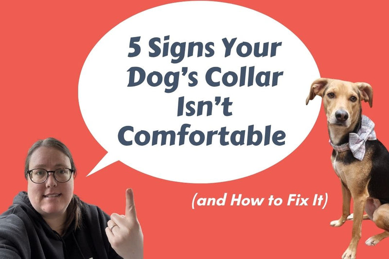 Nicole pointing to a speech bubble saying 5 signs your dog's collar isn't comfortable with a dog in a pink tartan collar