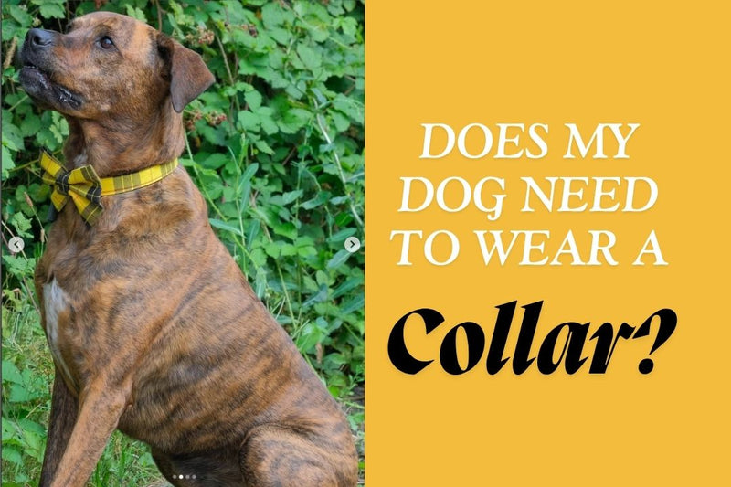 Dog wearing a clueless yellow collar next to the title does my dog need to wear a collar?