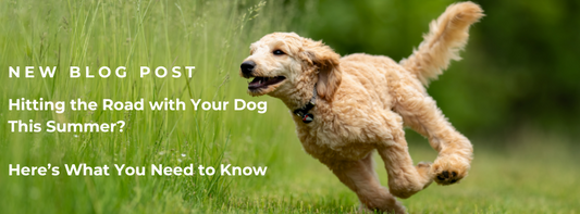 Hitting the Road with Your Dog This Summer? Here’s What You Need to Know