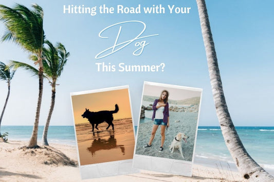 Hitting the Road with Your Dog This Summer? Here’s What You Need to Know