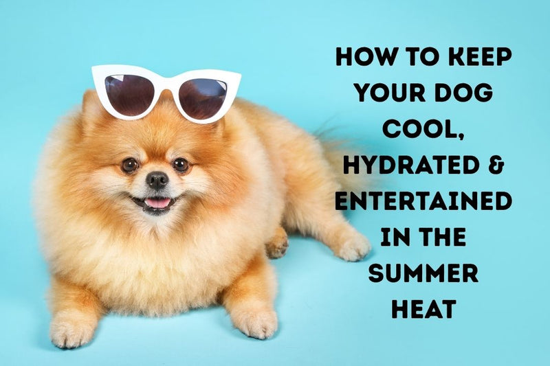 Dog wearing sunglasses with How to Keep Your Dog Cool, Hydrated & Entertained in the Summer Heat text