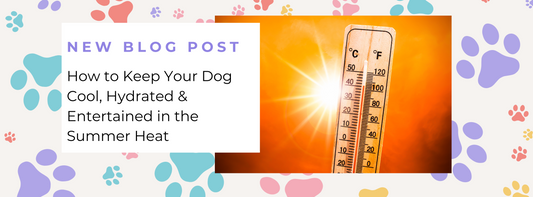 How to Keep Your Dog Cool, Hydrated & Entertained in the Summer Heat