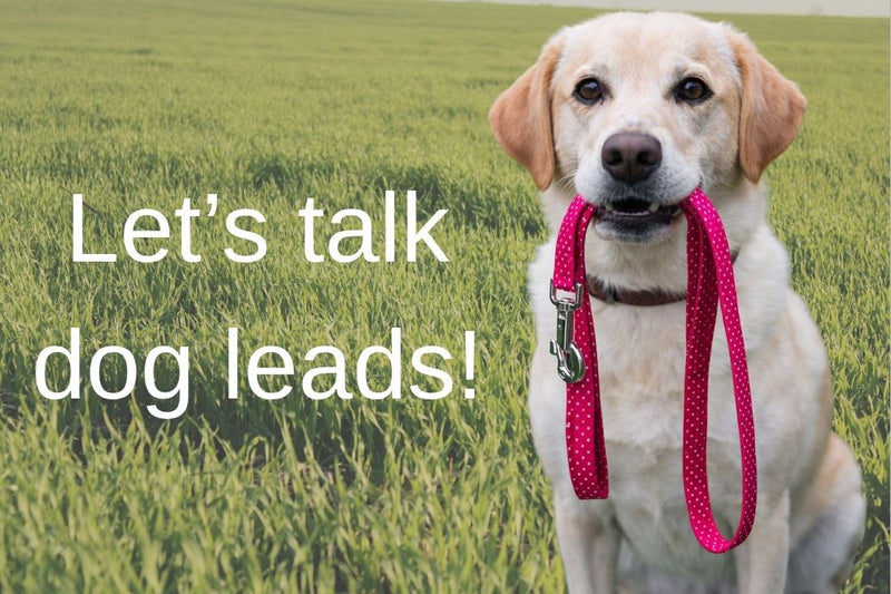 Yellow Labrador holding a raspberry dog lead next to the heading let's talk dog leads!
