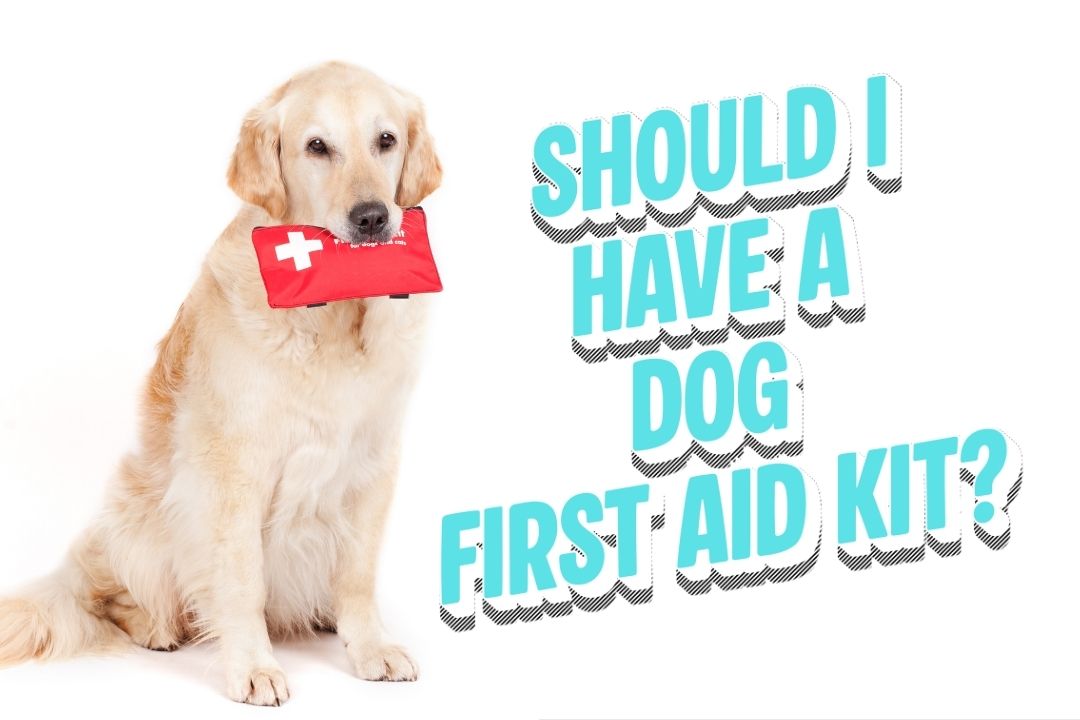 Dog Holding a First aid kit along side the text: Should I have a Dog First Aid Kit?
