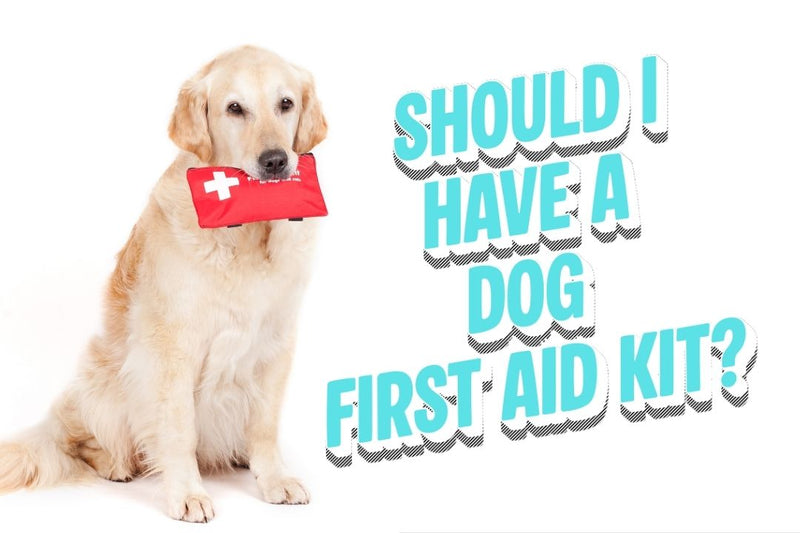 Dog Holding a First aid kit along side the text: Should I have a Dog First Aid Kit?