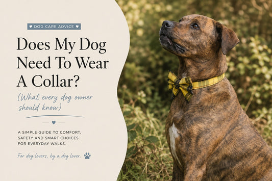 Does my dog need to wear a collar?