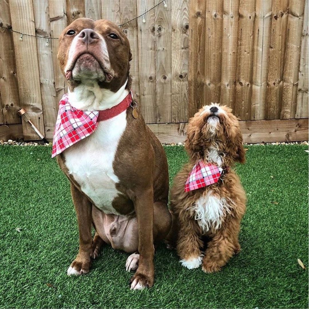 Two proud dogs wearing red and white tartan bandanas