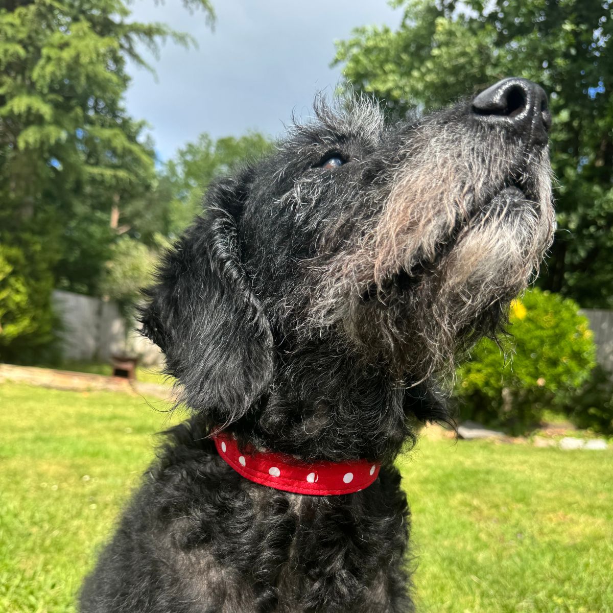 Black dog in a red spot collar