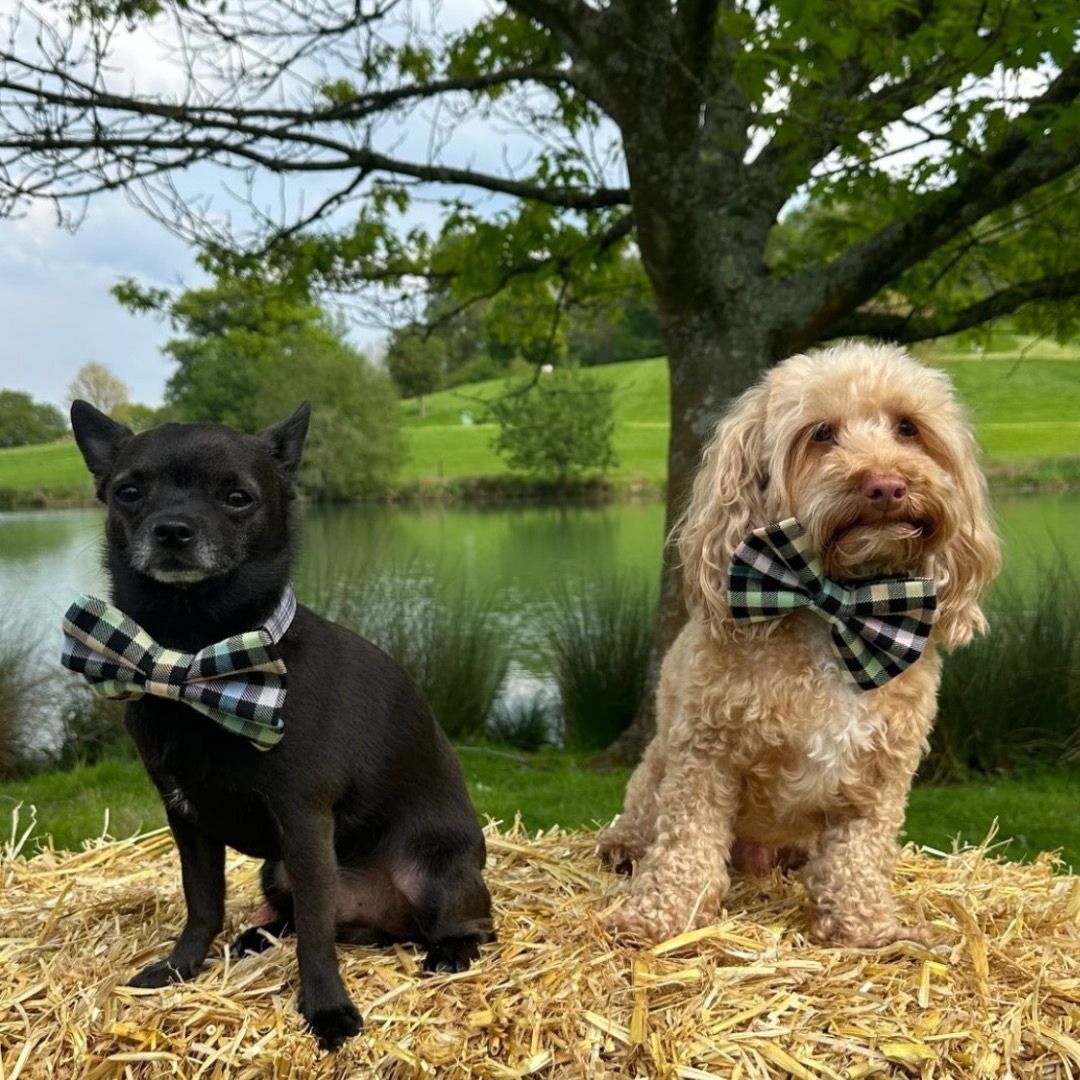 Mufasa and Hekki wearing large pastel rainbow bows at Dogs Day out