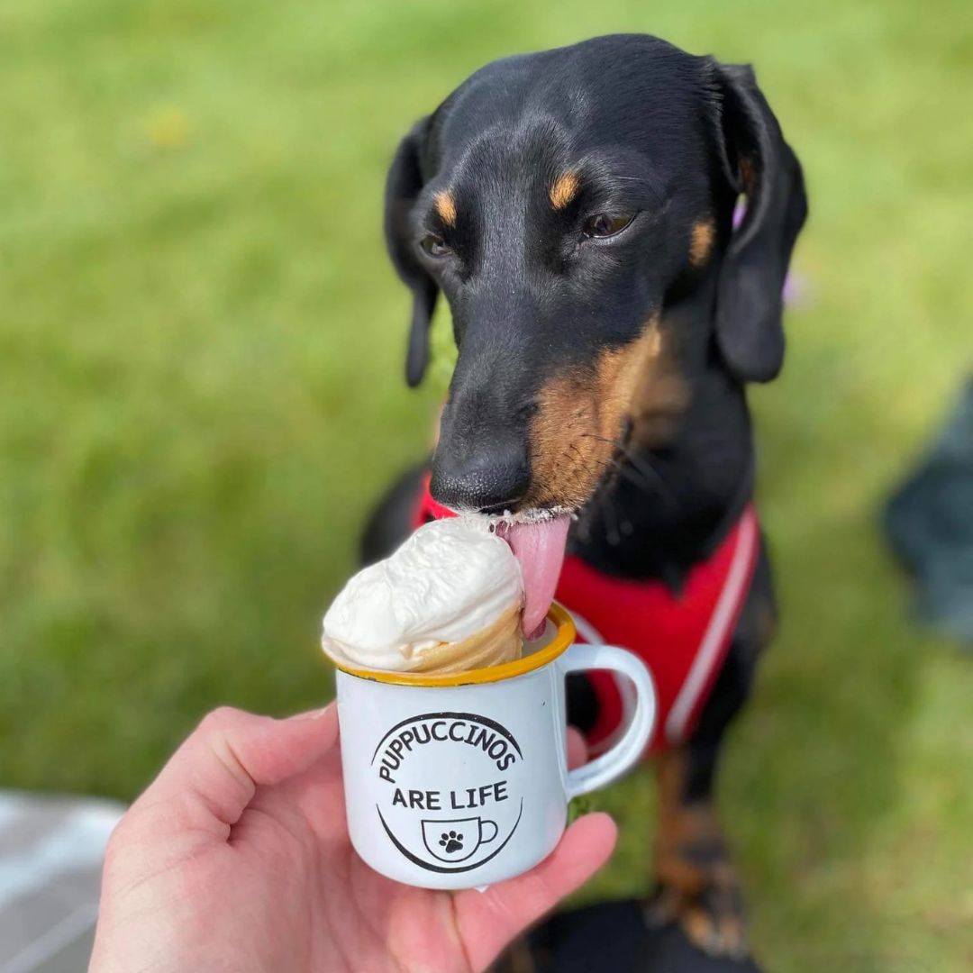 A sausage dog outside having a pup cup in an enamel puppuccino's are life