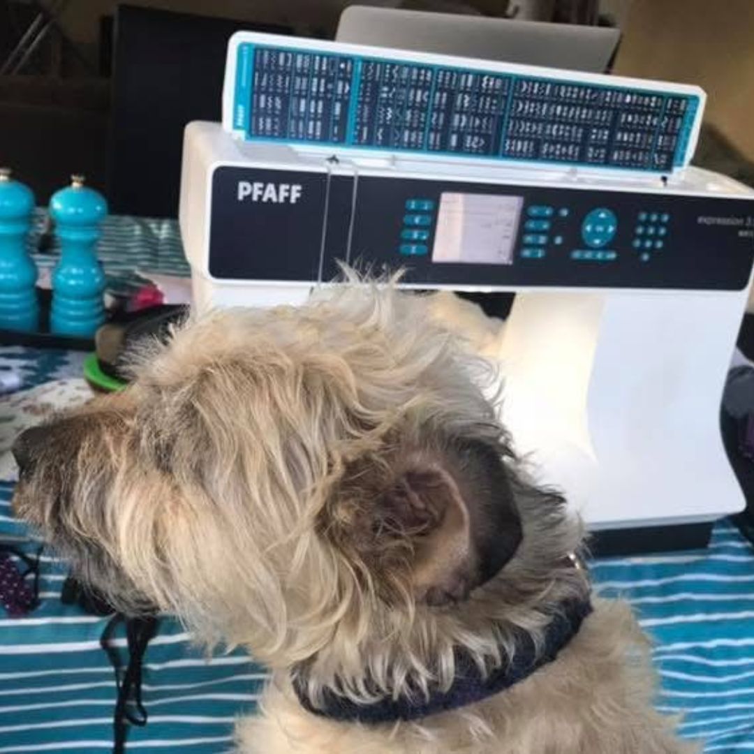 Sydney the Terrier sat in front of a sewing machine