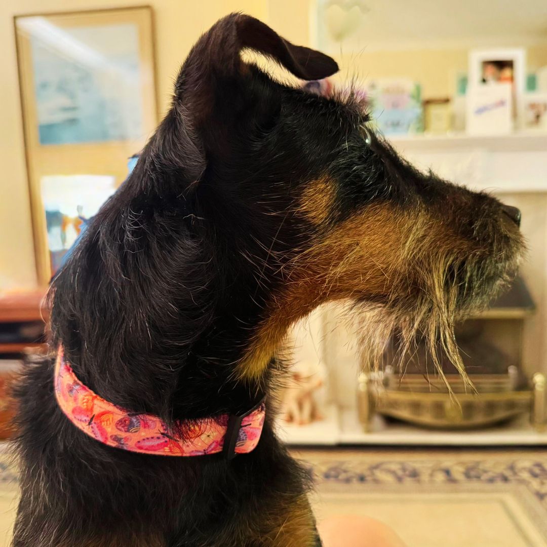 Handmade Sunshine Floral yellow dog collars in a variety of sizes