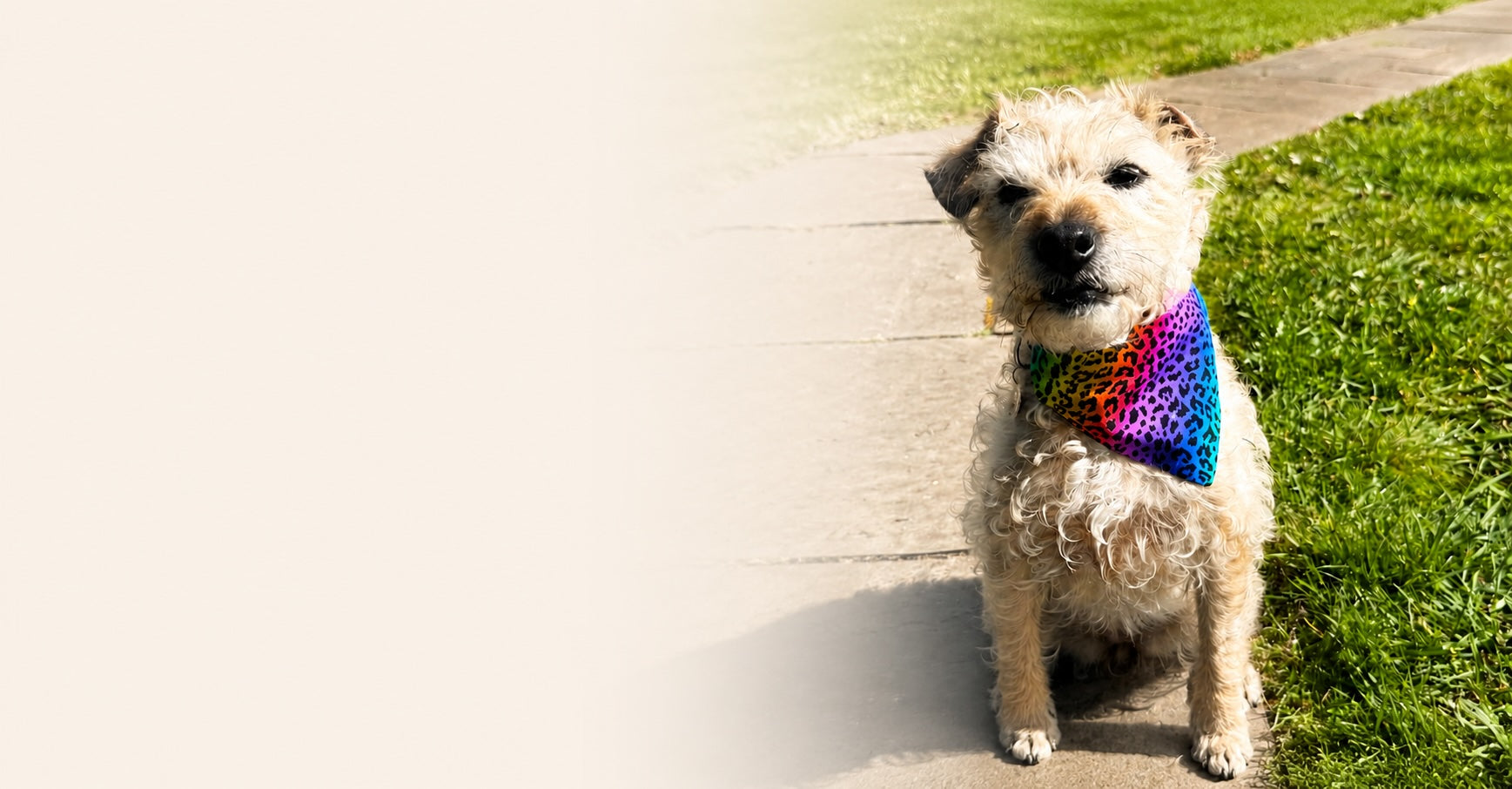 Dog wearing a colorful bandana on a grassy area with a path.