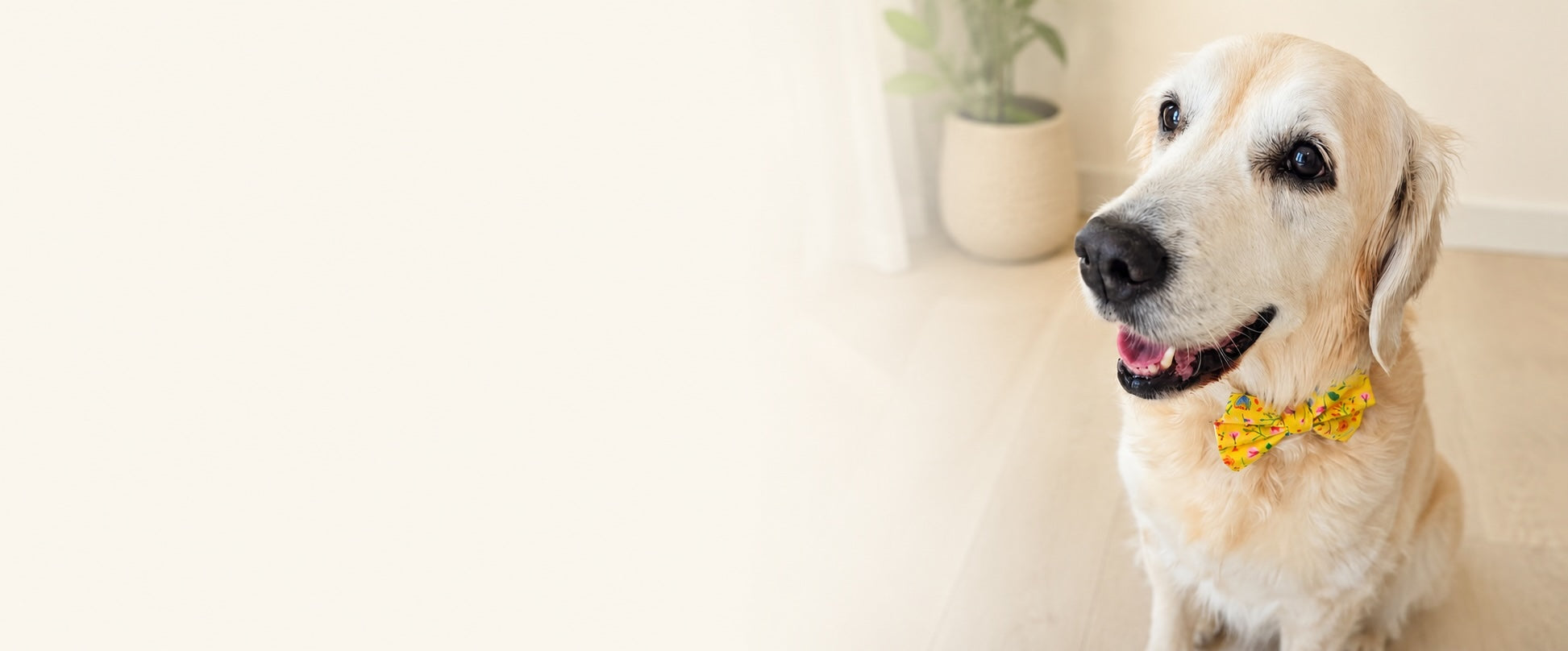 Dog wearing a yellow flower collar sitting on a light-colored floor.