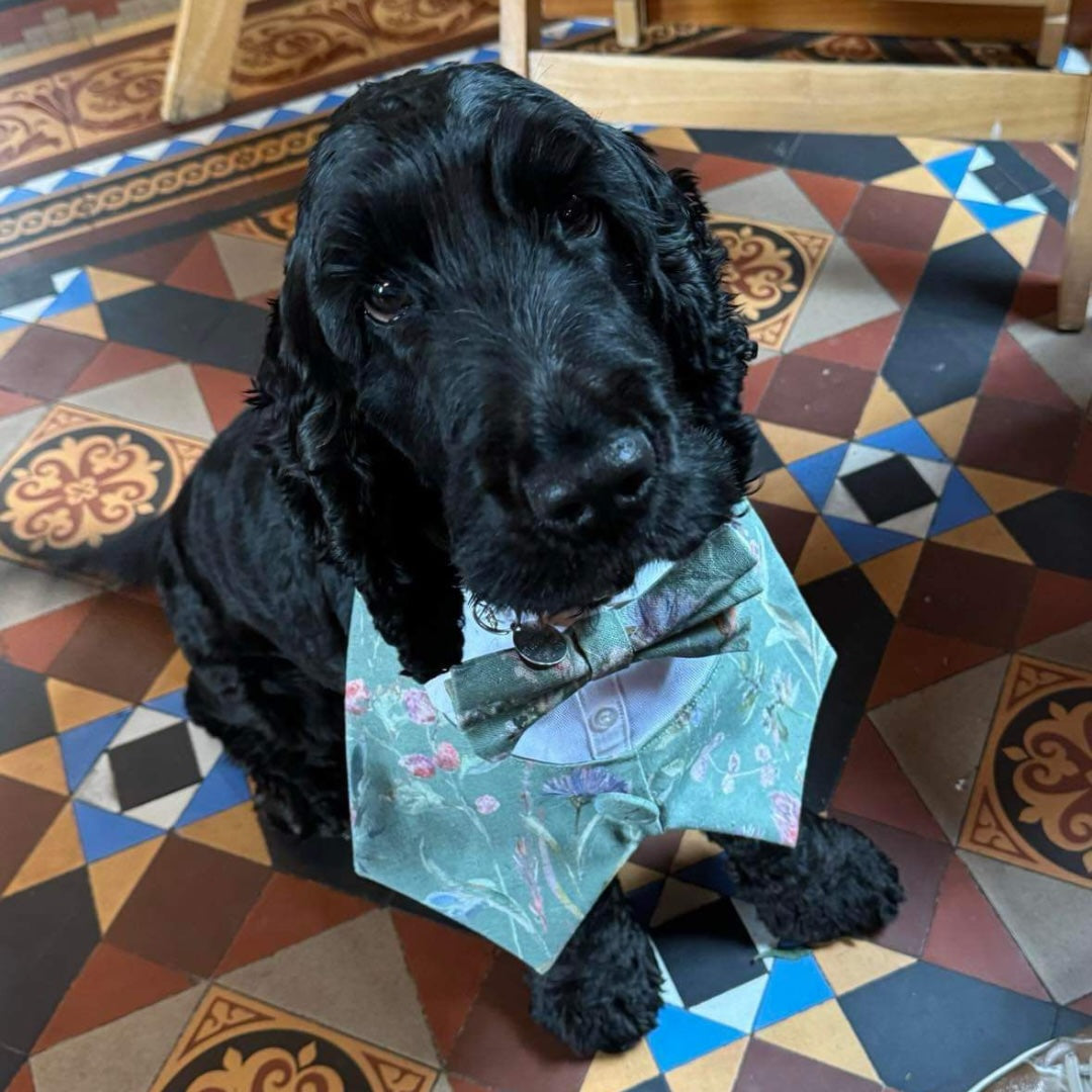 Buster the Hearing dog wearing a wedding bandana and bow tie matched to the wedding colours
