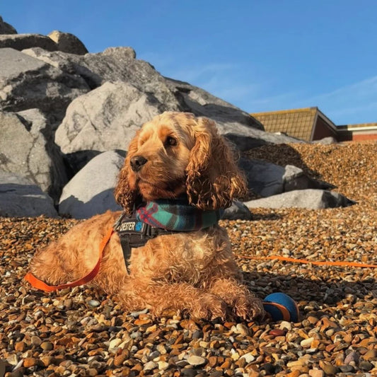 Dog sitting on a pebbly beach with rocks and a building in the background