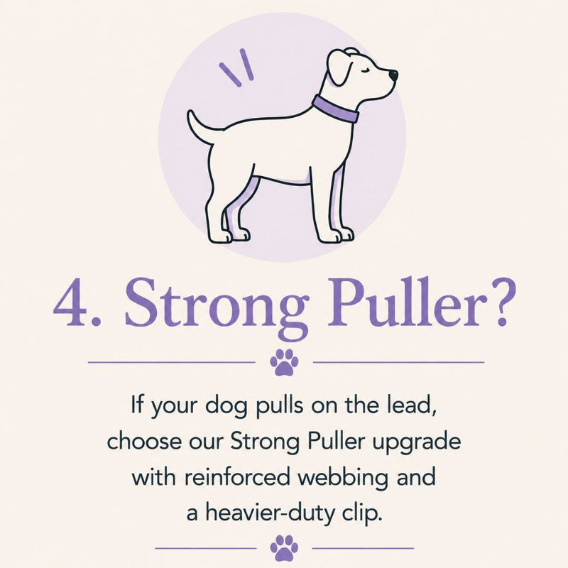 An informational graphic with a simple line drawing of a dog wearing a purple collar on a pale background, above the text '4. Strong Puller?' and a paragraph explaining an upgrade for dogs that pull on the lead.