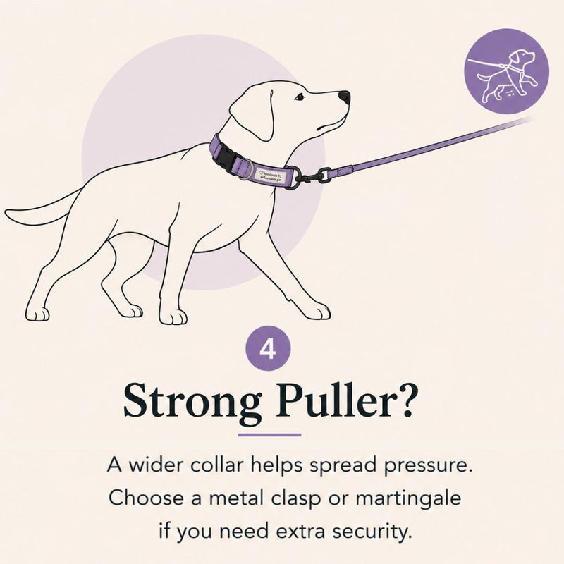 An informational graphic with a line drawing of a dog wearing a collar and leash on a pale beige background. Text reads '4 Strong Puller?' with additional advice about a wider collar and metal clasp.