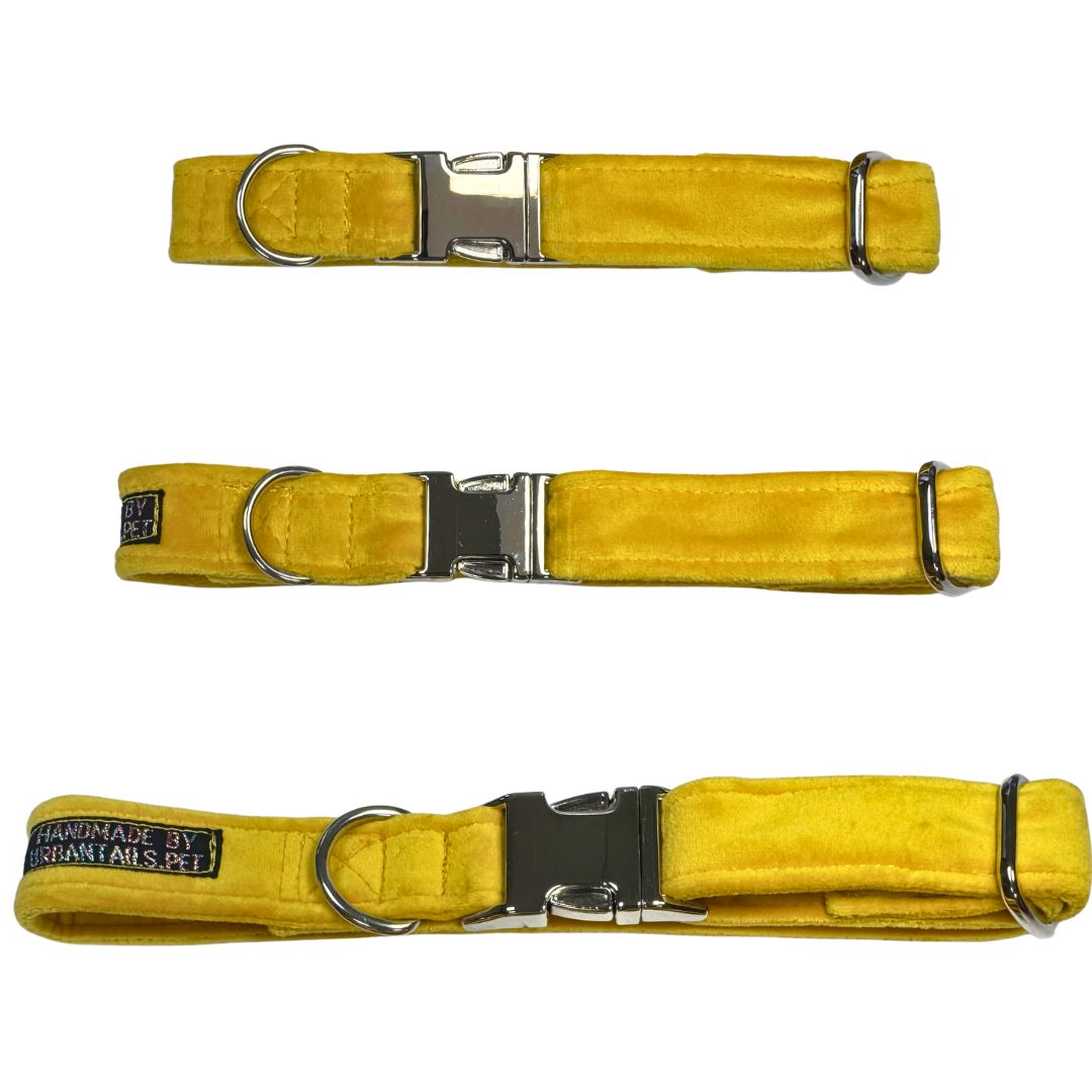 Three yellow dog collars with metal buckles on a white background