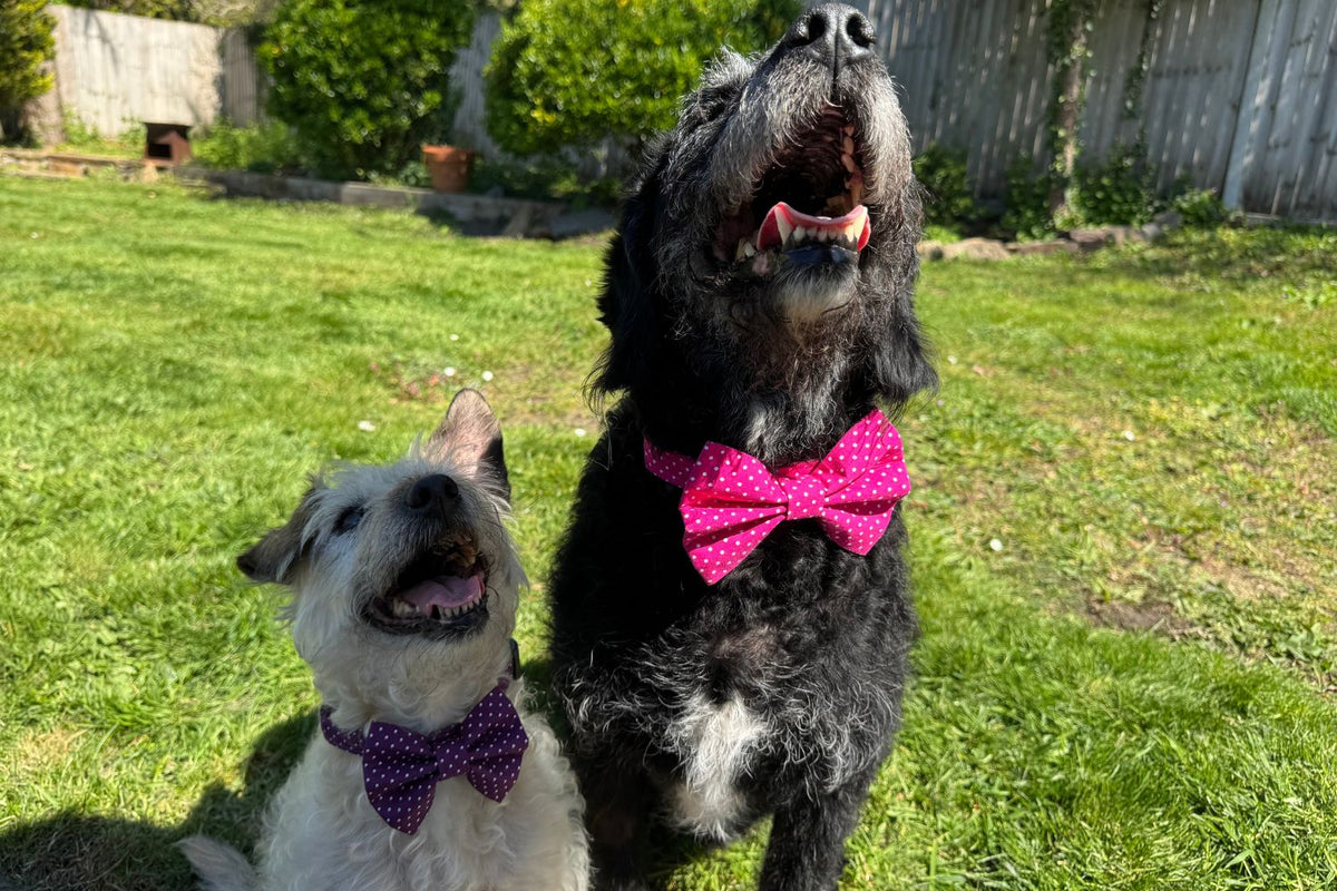 Two dogs wearing colorful bow ties standing on a grassy lawn.