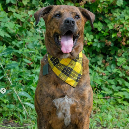 A large dog wearing a yellow plaid Clueless bandana in a green outdoor setting