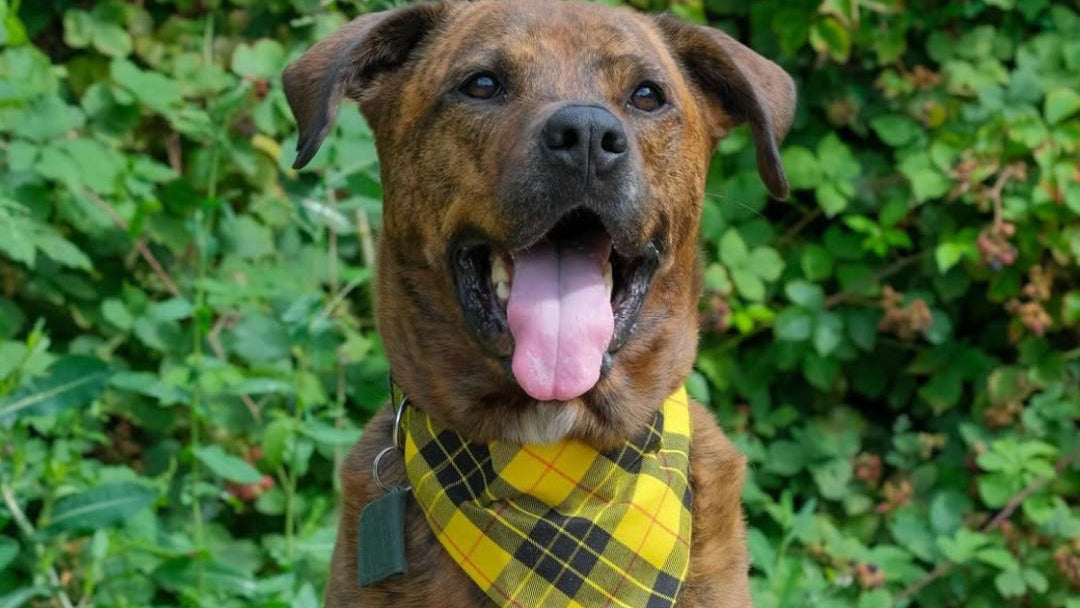 Dog wearing a yellow plaid bandana in a green outdoor setting