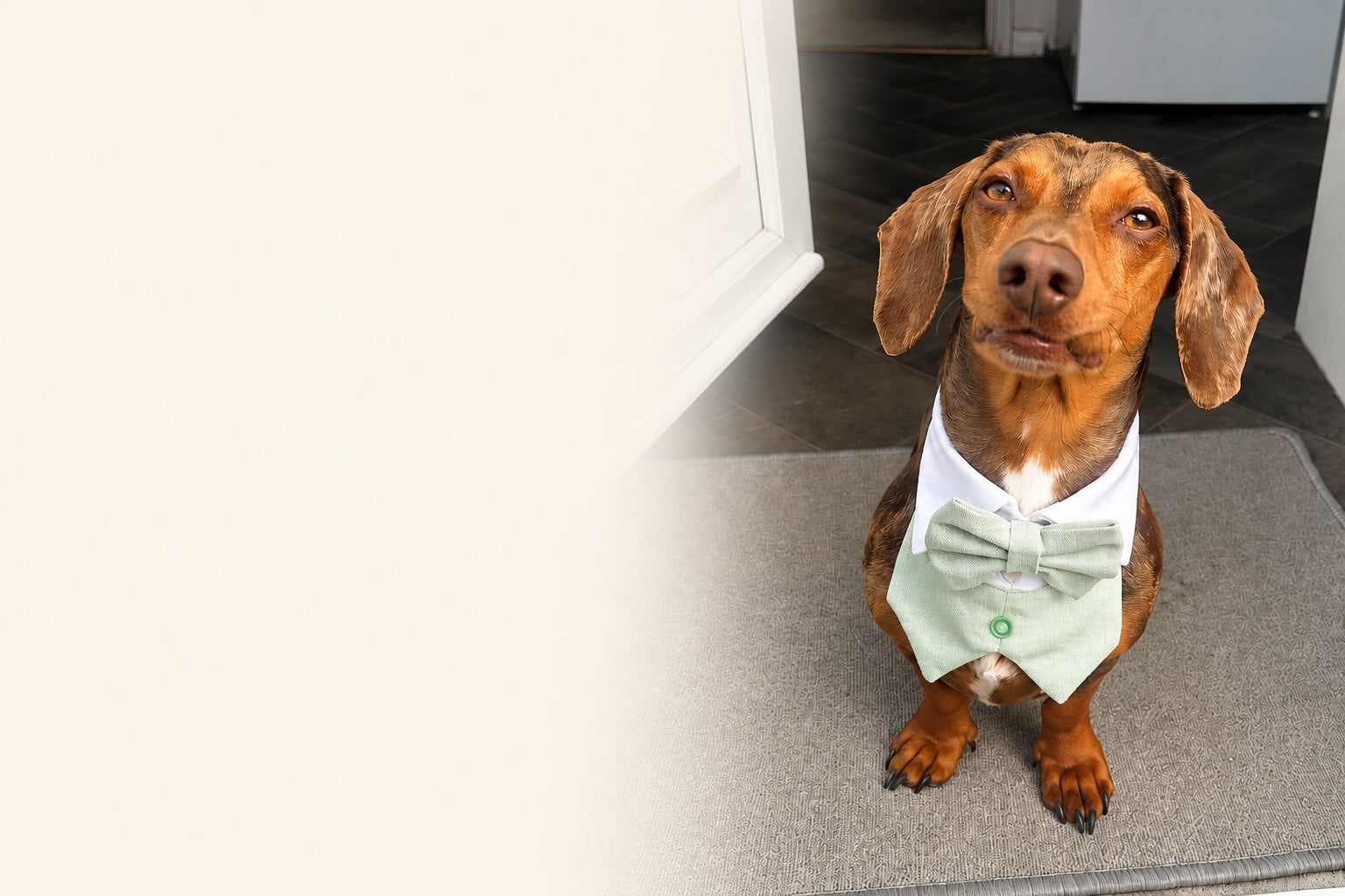 Dog wearing a green bow tie standing on a carpeted floor.