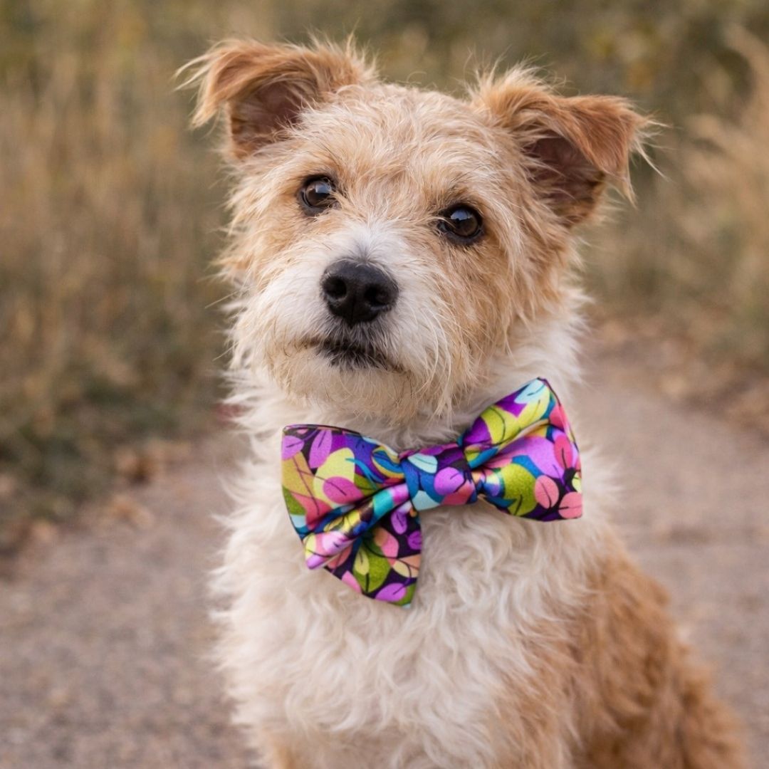 Dog wearing a colourful Autumn Leaves bow tie outdoors