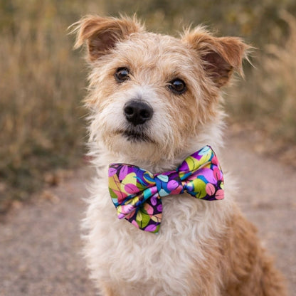 Dog wearing a colourful Autumn Leaves bow tie outdoors