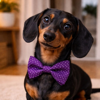 Dachshund wearing a purple bow tie indoors