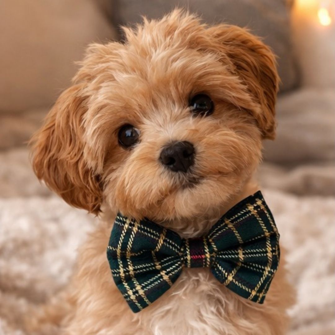 Small dog wearing a plaid Christmas bow tie with a blurred background