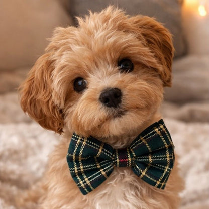 Small dog wearing a plaid Christmas bow tie with a blurred background