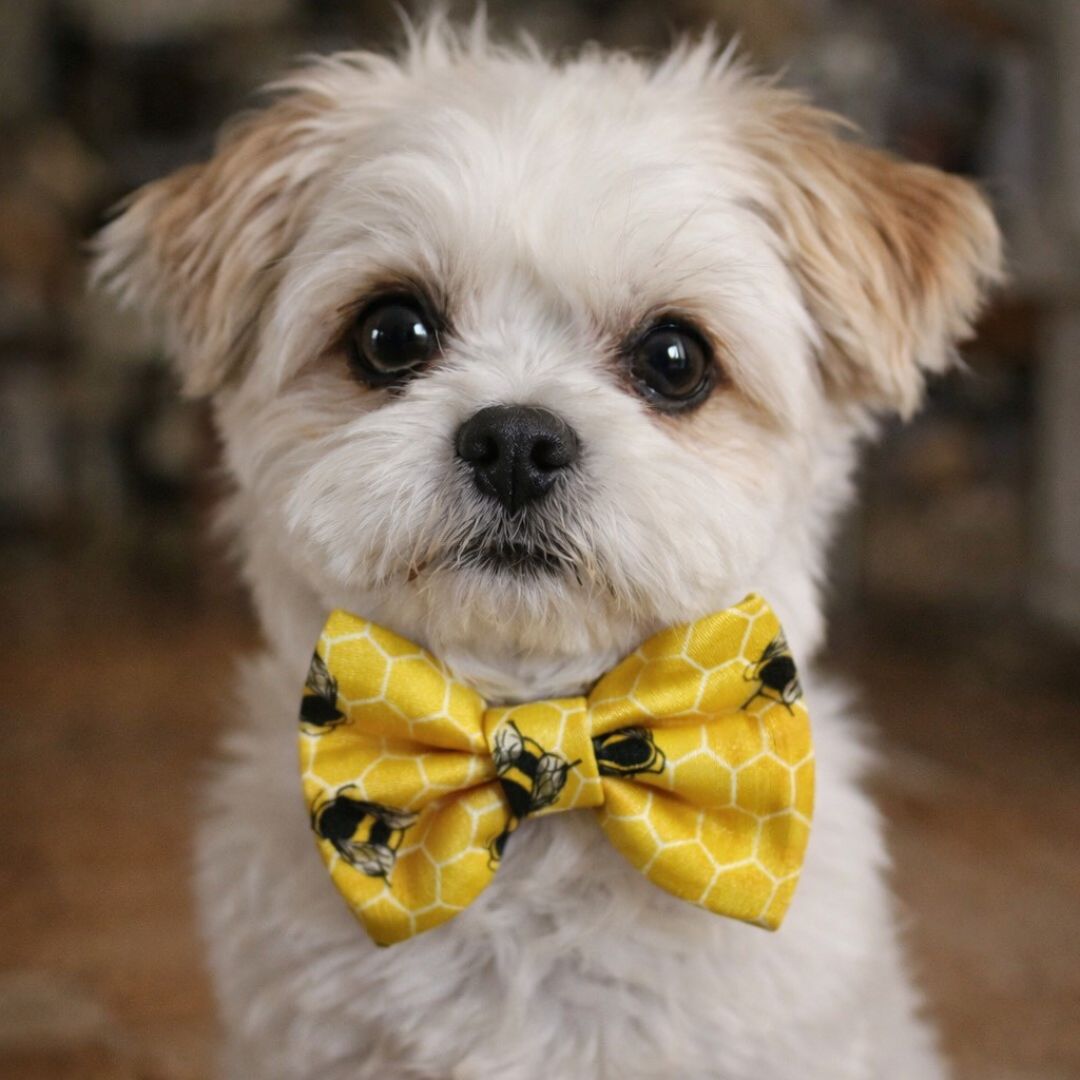 Small dog wearing a yellow bow tie with a pattern of black bees.