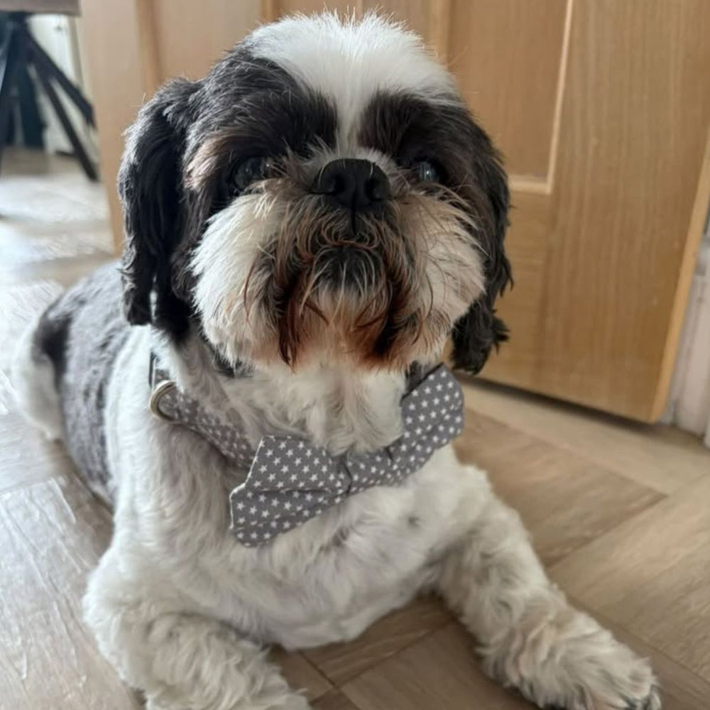 Dog wearing the grey and white star bow 