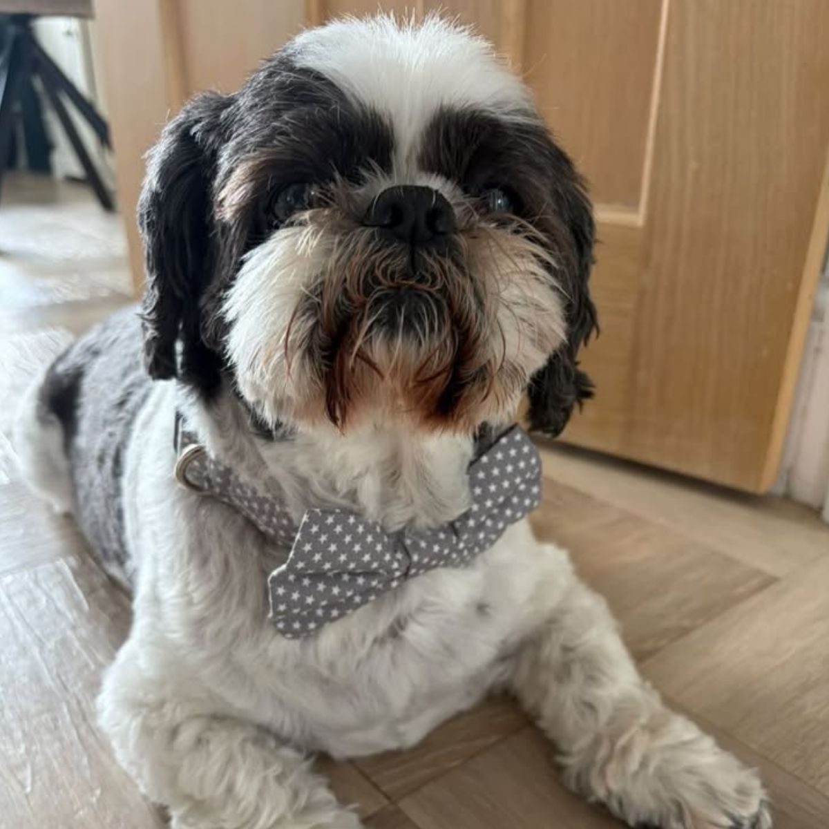 Dog wearing the grey and white star bow 