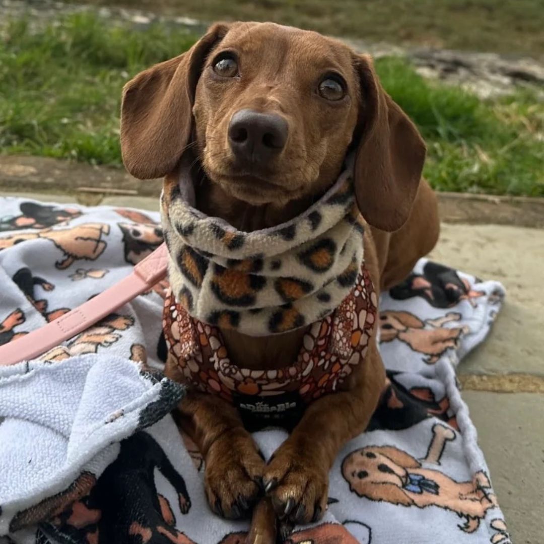 Brown Dachshund wearing the reversible Cheetah snood 