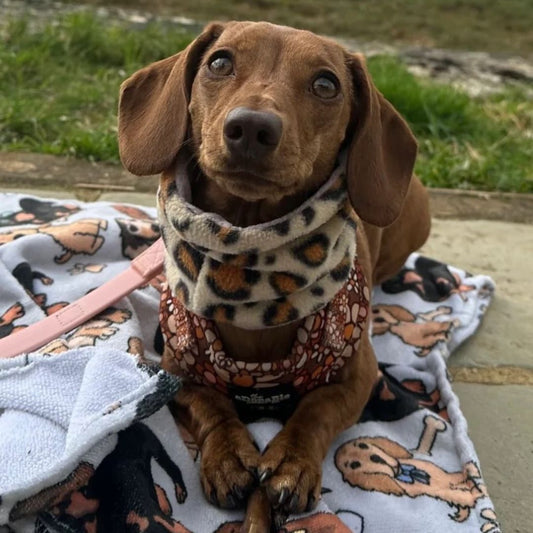 Brown Dachshund wearing the reversible Cheetah snood 