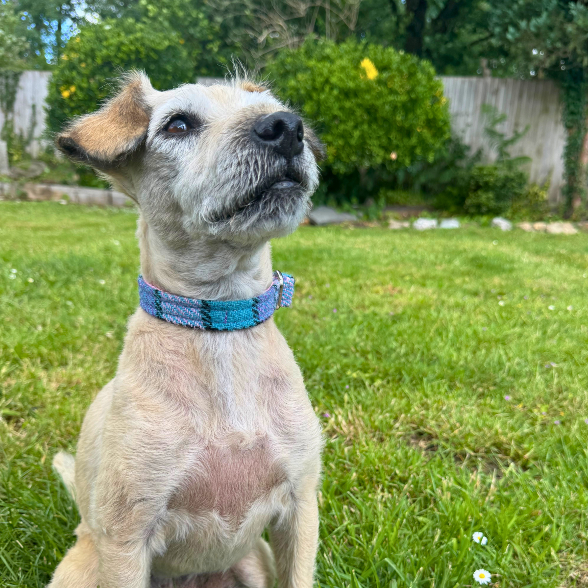 Dog wearing a blue collar sitting on grass with a garden background