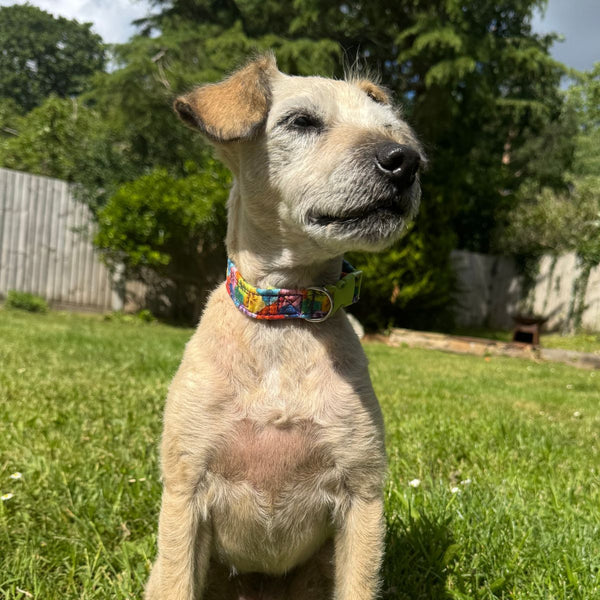Dog sitting on grass wearing a colorful collar with a garden background