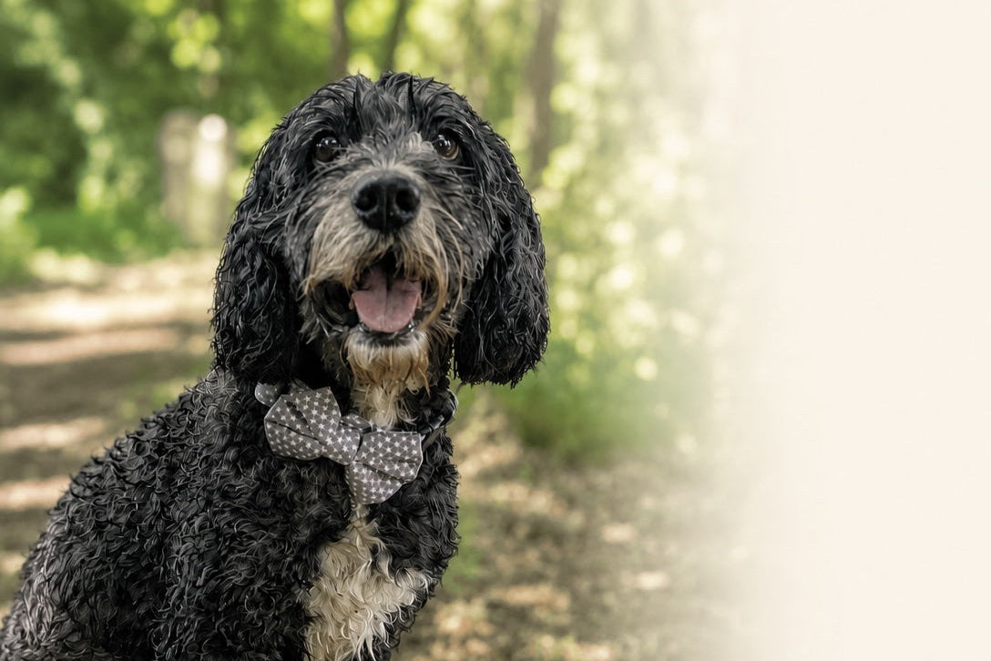 Dog sitting on a path in a forest with a bow tie