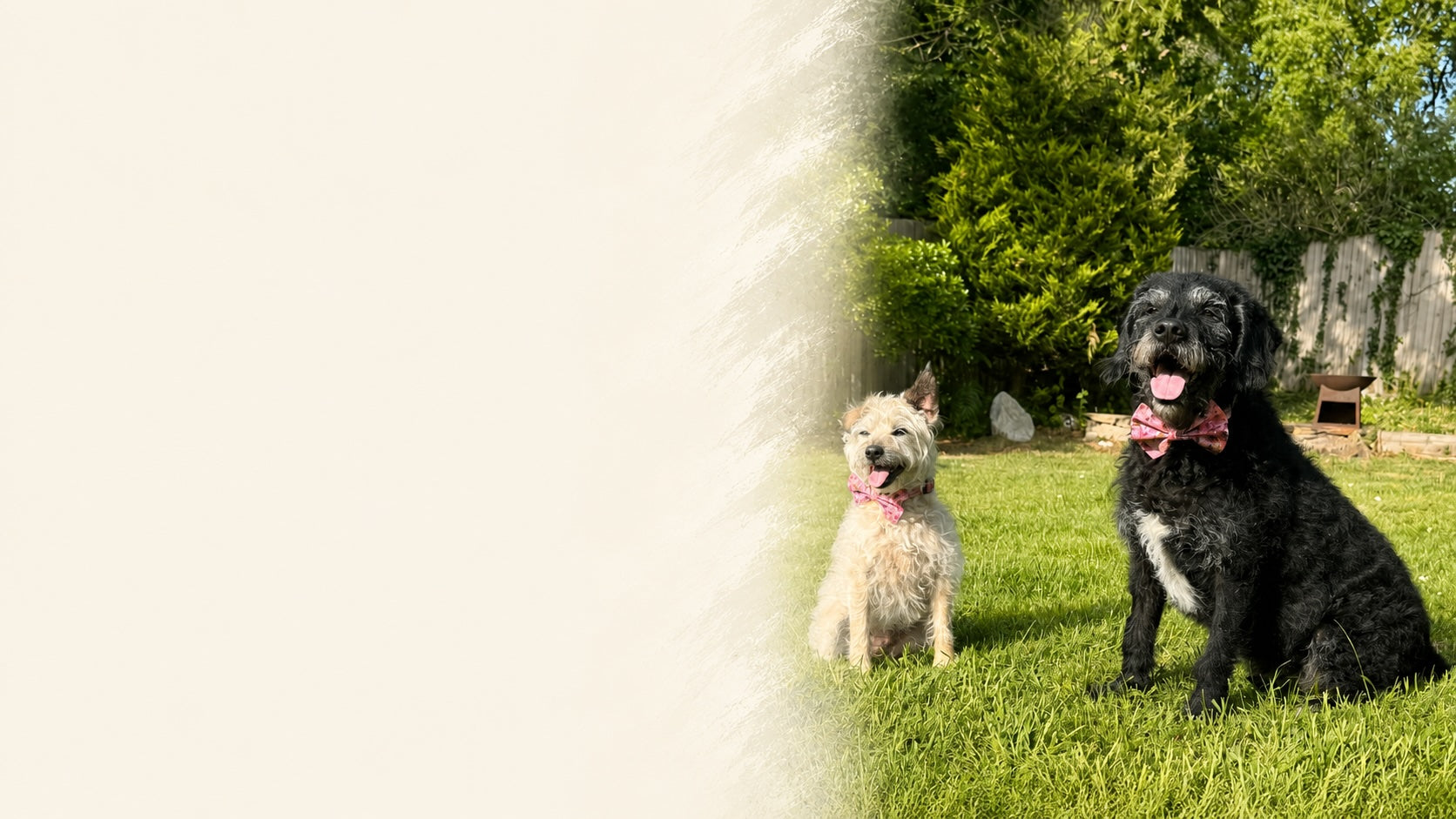 Two dogs, one black and one white with a pink bow, sitting on grass with trees in the background.