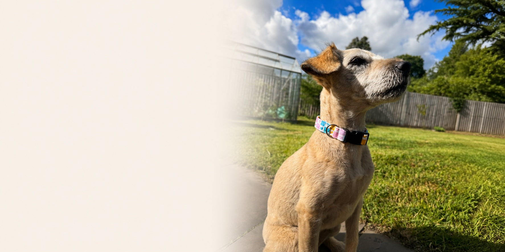 Dog sitting on grass with a colorful collar, surrounded by trees and a fence.
