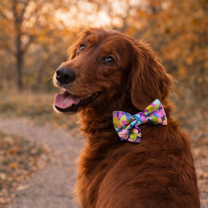 Brown dog wearing an Autumn Leaves colourful bow tie in an outdoor setting with trees and fallen leaves.