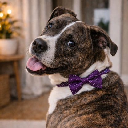 Dog wearing a purple spot bow tie indoors with a blurred background