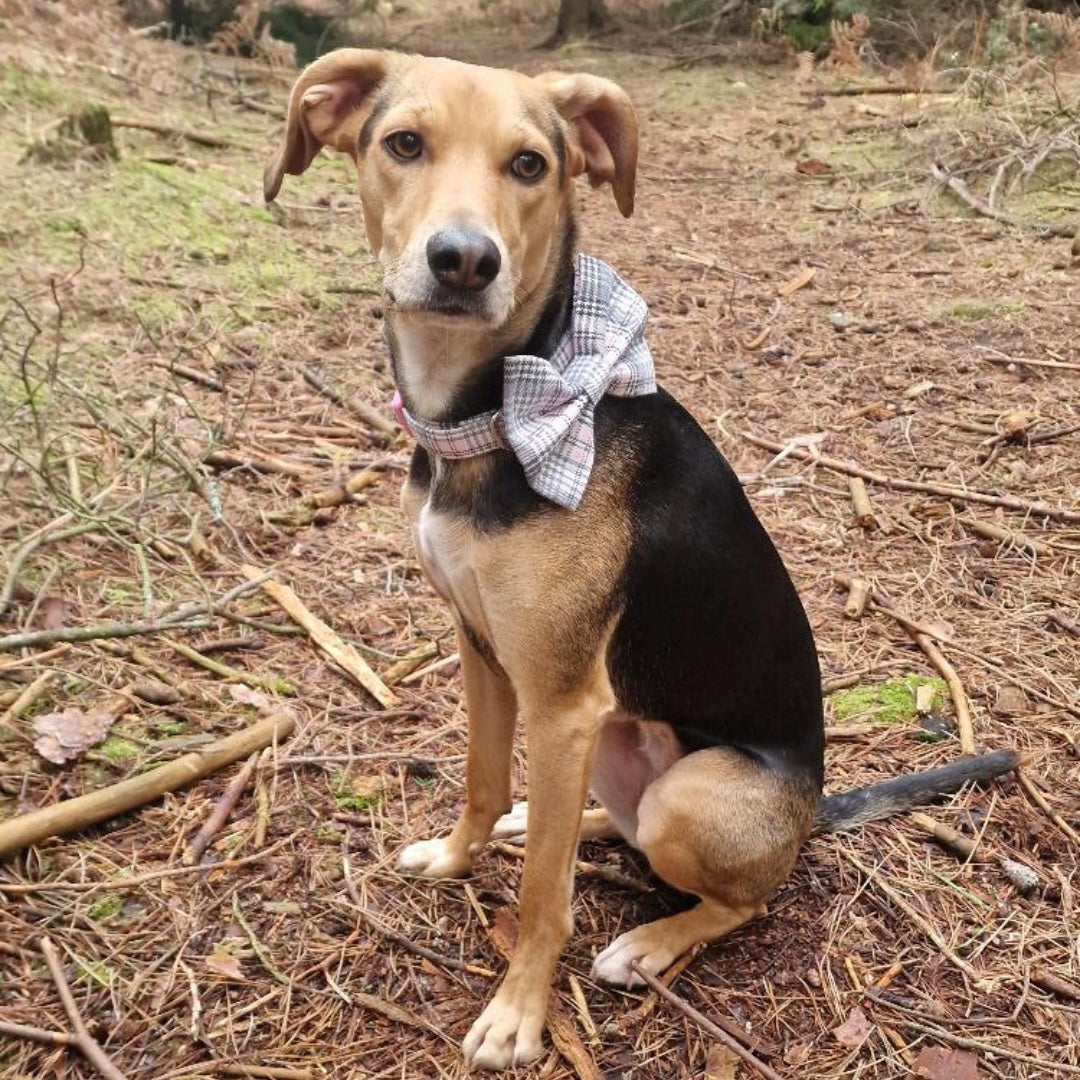 Frankie wearing the Sugar Tartan collar and bow in baby pink