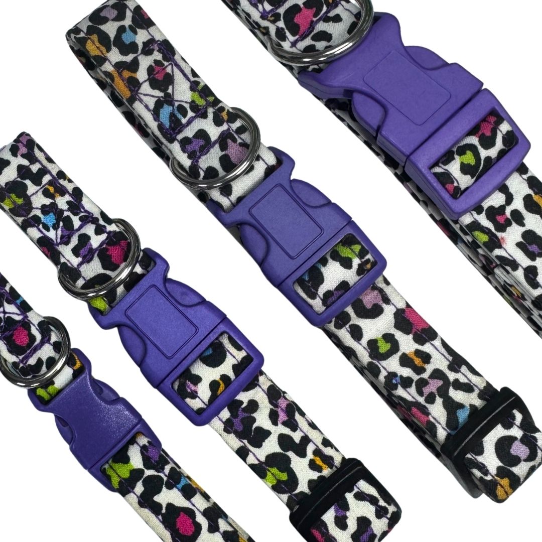 Four colourful dog collars with purple buckles