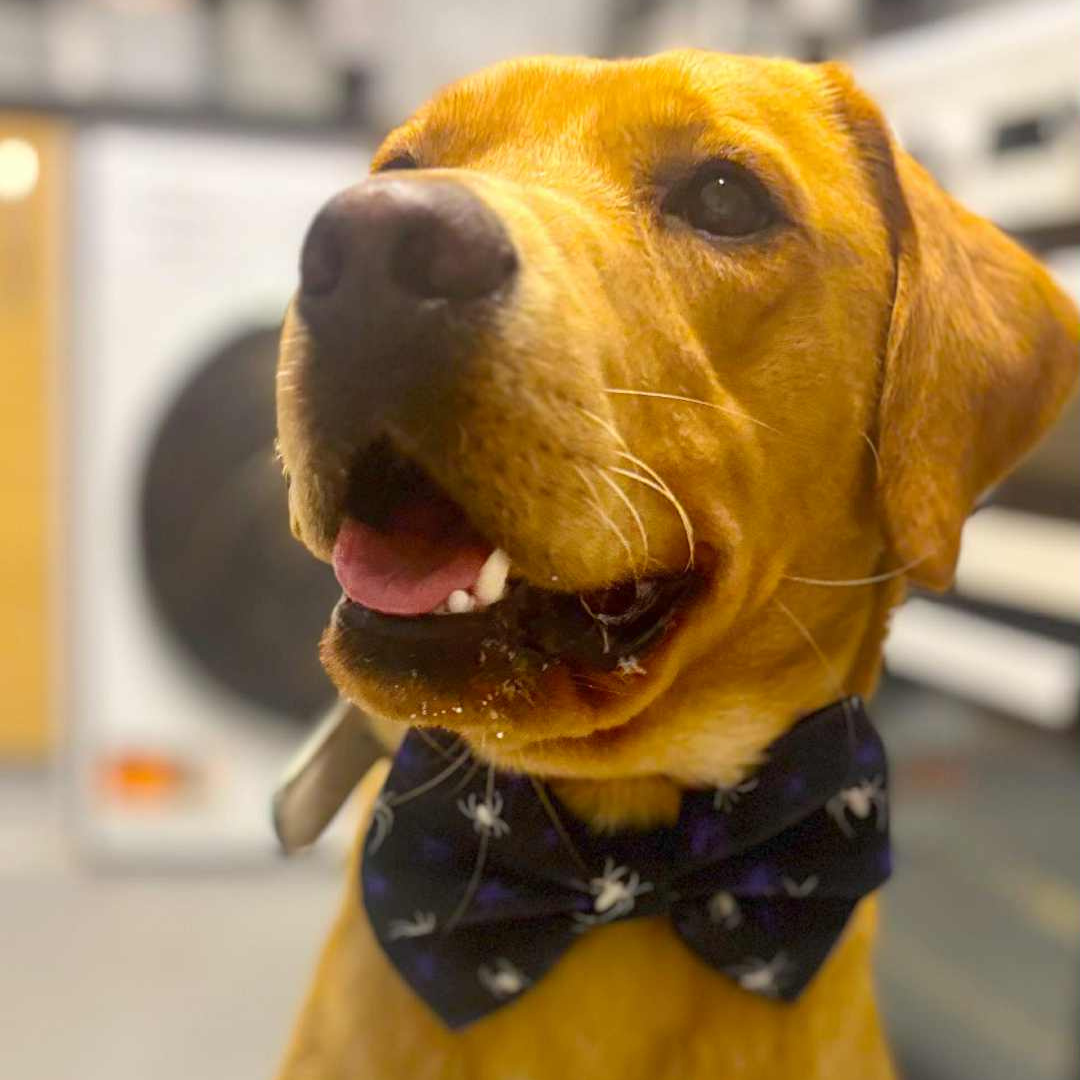 Dog wearing a glow-in-the-dark spider bow with a blurred background